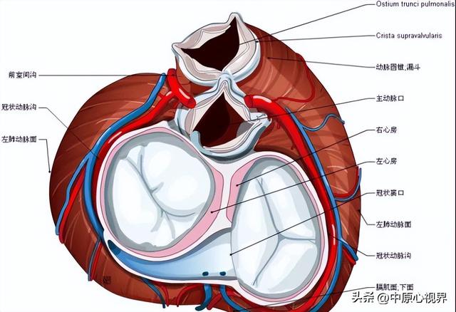 人體心臟的位置圖片,心臟長在哪邊(心臟解剖精美圖片)