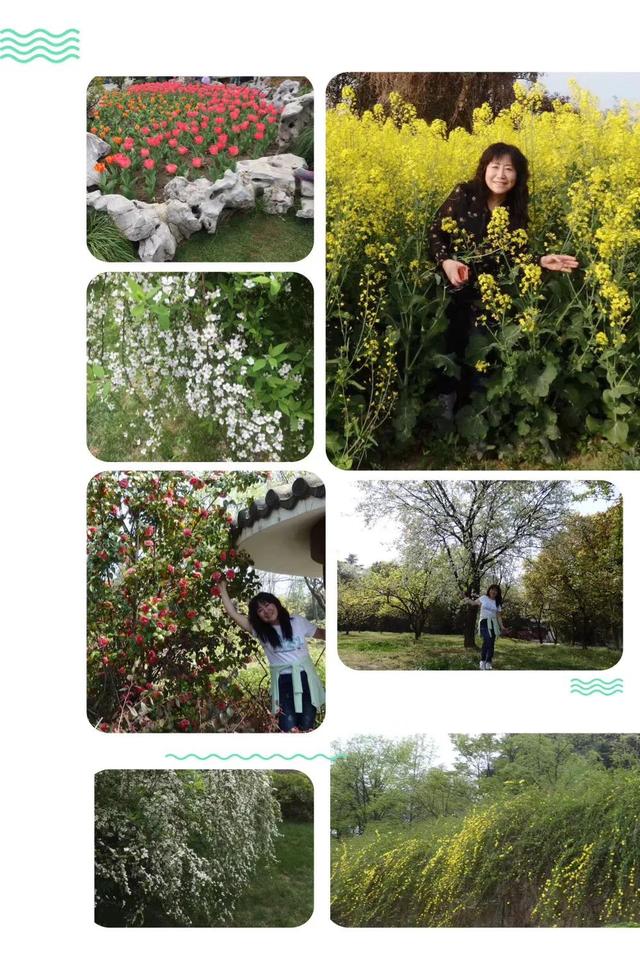 西府海棠的花语和寓意，西府海棠的花语和寓意是什么（钟山*雨花台*玄武湖）