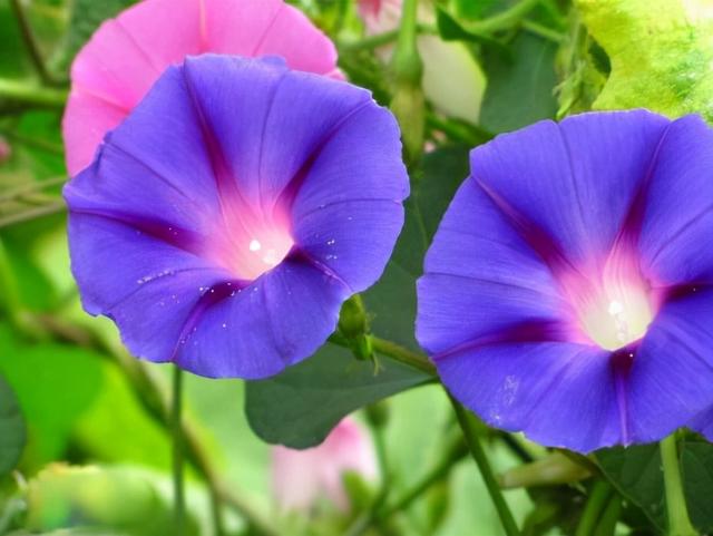 花，花好月圆人长久（72种鲜花欣赏图片）