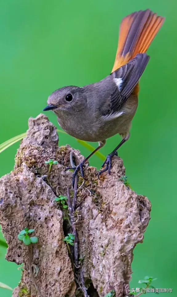 适合发心情的图片   赏图愉快哦:），关于发心情的图片（鲜艳欲滴的花朵）