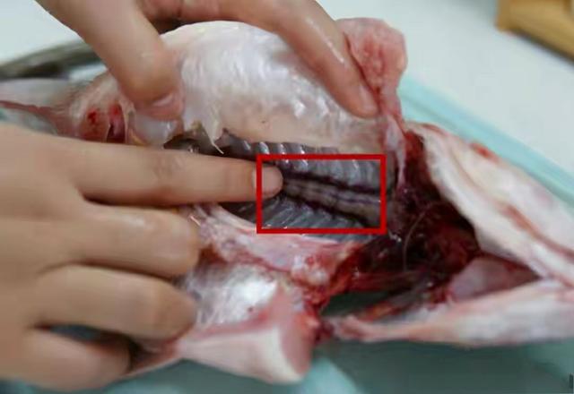 家庭炖鱼做法，烧鱼的做法和配料（鱼肉鲜嫩解馋无腥味）