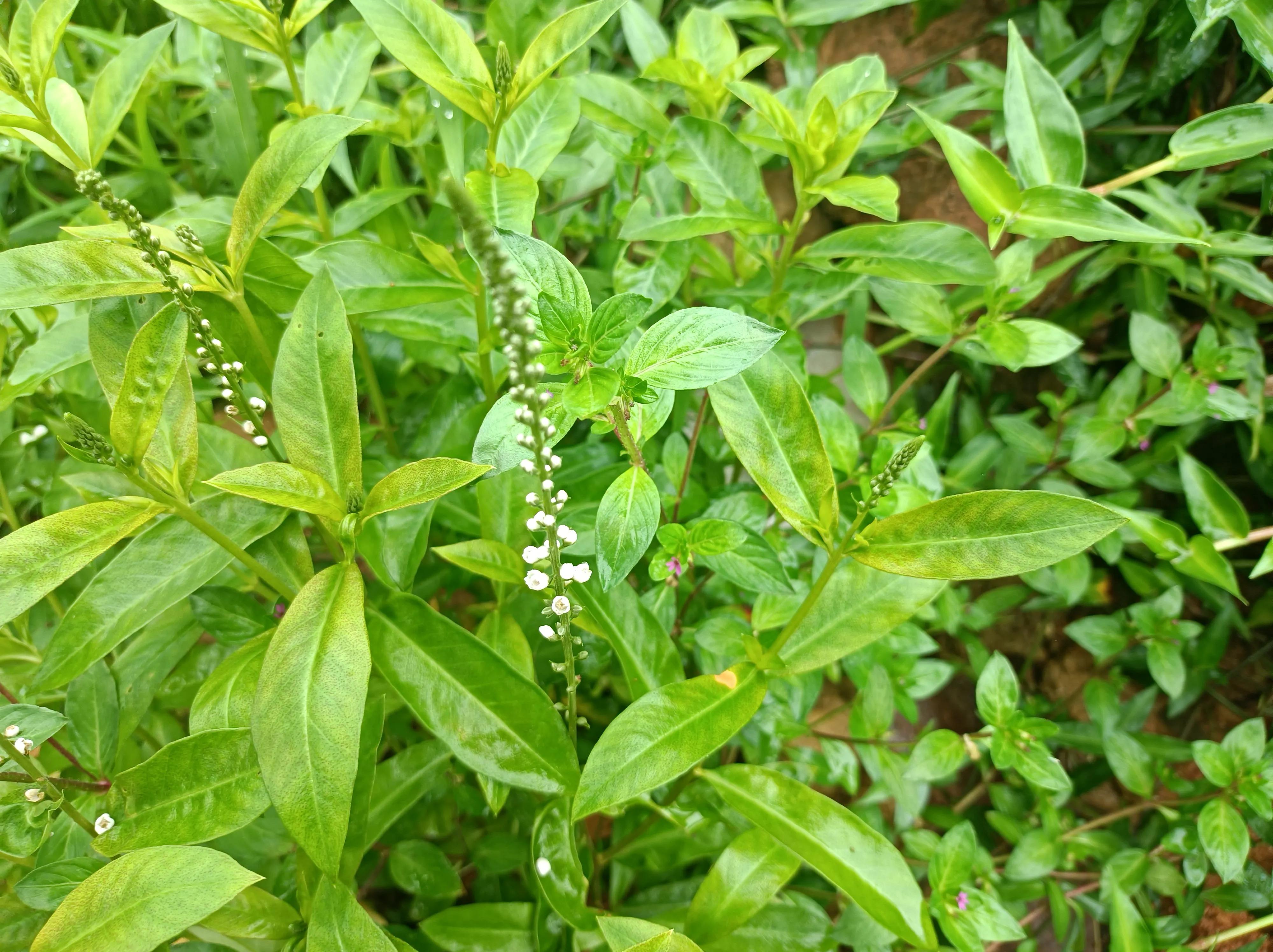 有趣的植物有哪些,農村的常見