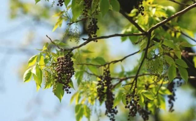 南方长得最快的树，什么树长得最快（以前不被重视而且只在南方生长）