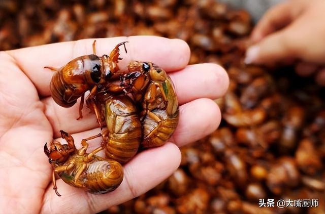 吃知了有什么好处，吃知了有什么功效（金蝉虽好吃，有没有营养）