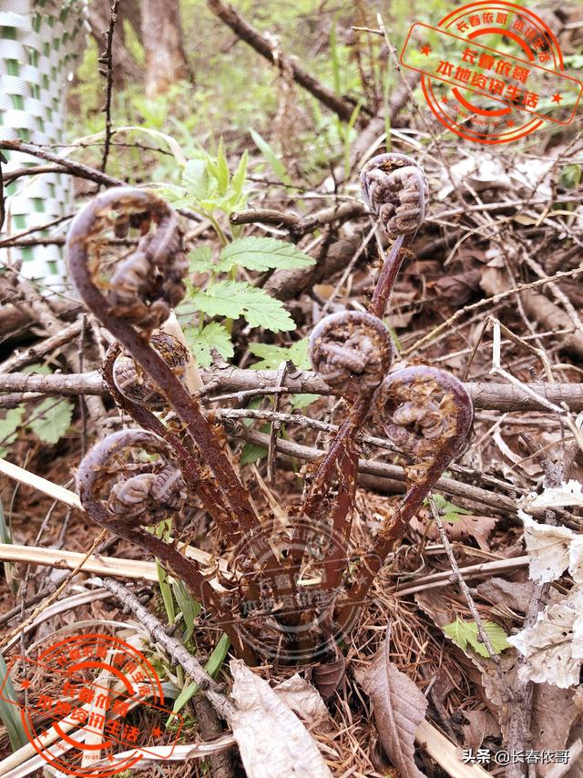 东北野生野菜有哪些，长白山中山野菜——猴子腿