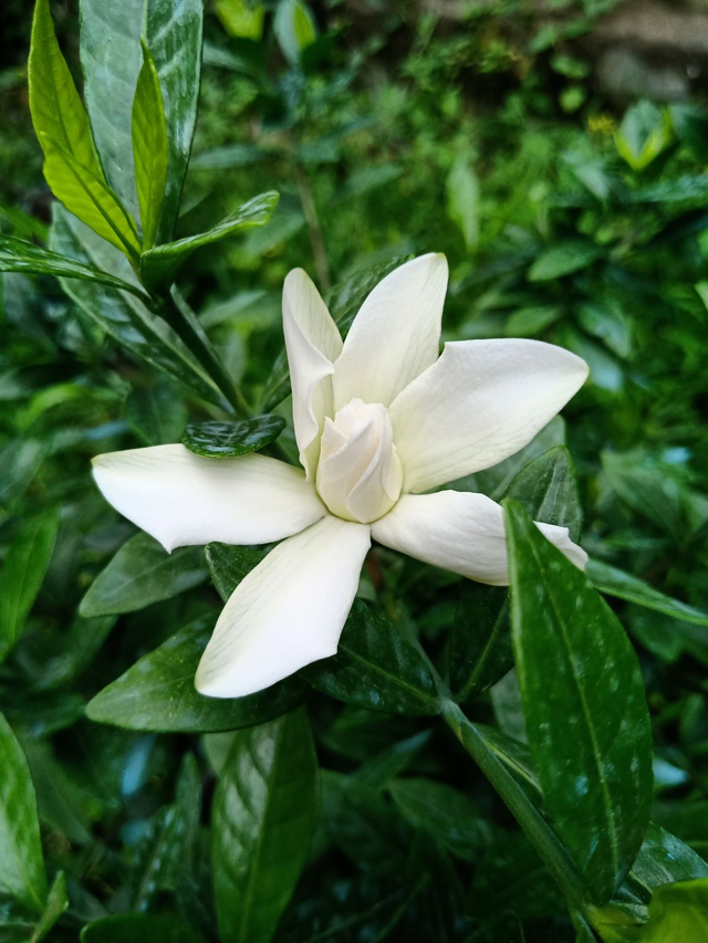 常见鲜花有哪些，常见的鲜花有哪些（认识10个就是大神）