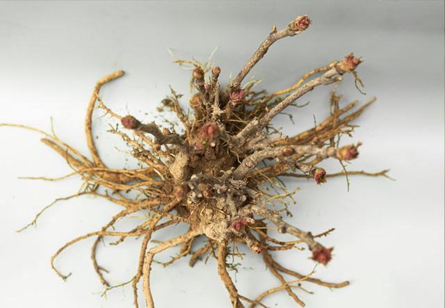 牡丹小苗多少钱一棵，牡丹小苗种植（洛阳牡丹苗多少钱一棵）