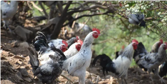 家禽的名字有哪些，家禽动物名称（你认识中国本地鸡的哪几种）
