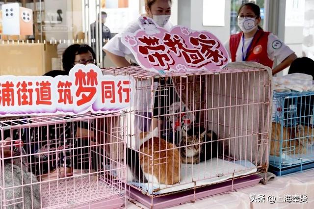 上海宠物领养活动，收养代替购买~在奉浦街道