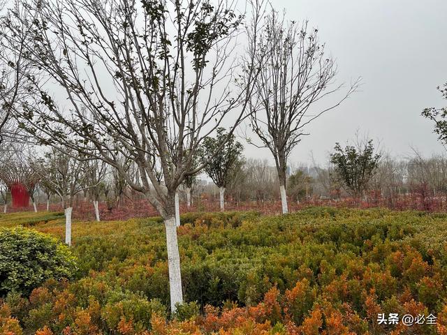 客观原因是什么意思，客观原因什么意思是什么（为啥树木会出现僵苗）