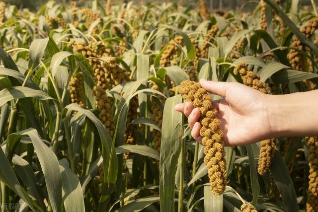 粟米是什么，粟米是什么样子的（曾是“五谷”之首的谷子）