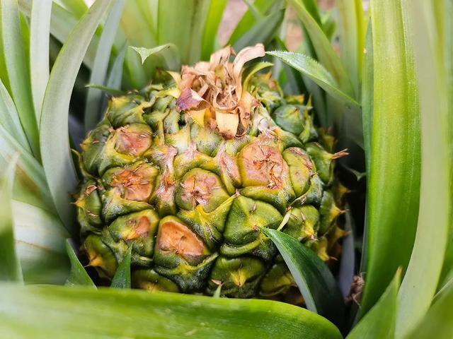 凤梨里面是籽还是虫，凤梨里面的是黑籽还是虫卵（现在还有多少人不知道菠萝和凤梨的关系）