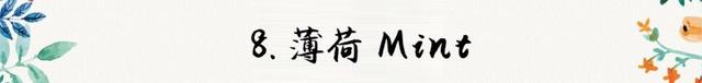 迷迭香是什么，西餐中常用的15种香料和香草（迷迭香是什么时候出的）