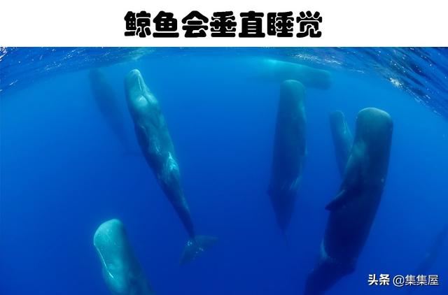 蜘蛛丝为什么那么坚韧，蜘蛛丝为什么那么坚韧不易破坏（可能会改变你对世界认知的6个冷知识）