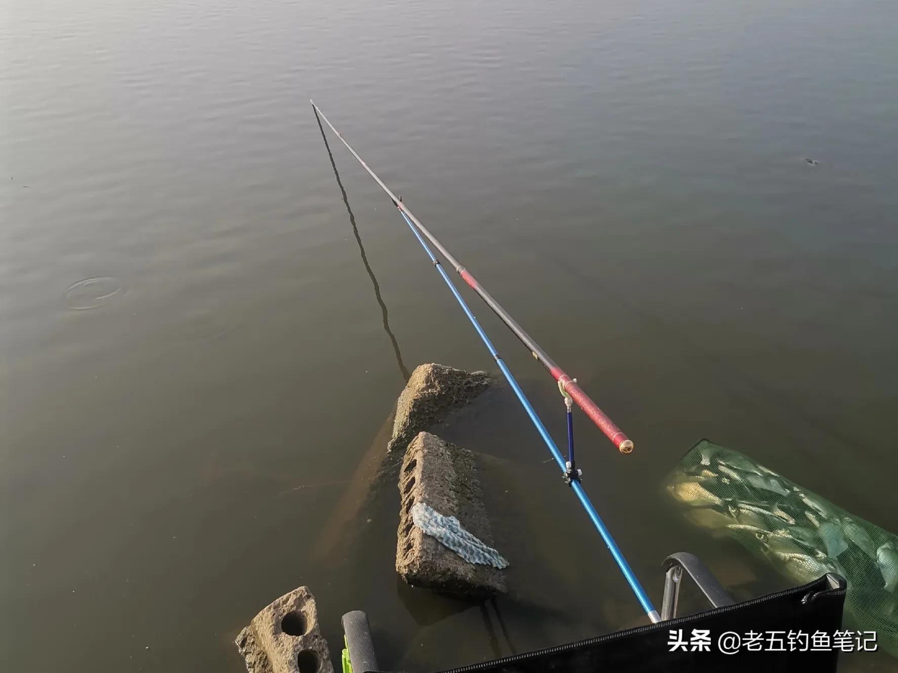 钓鳊鱼有讲究！掌握这些技巧才能轻松上钩，新手老手都该看看的实战秘籍