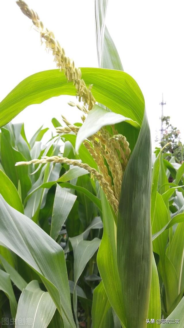 玉米什么时候种，玉米什么时候播种（种玉米要扬花期避开伏天）