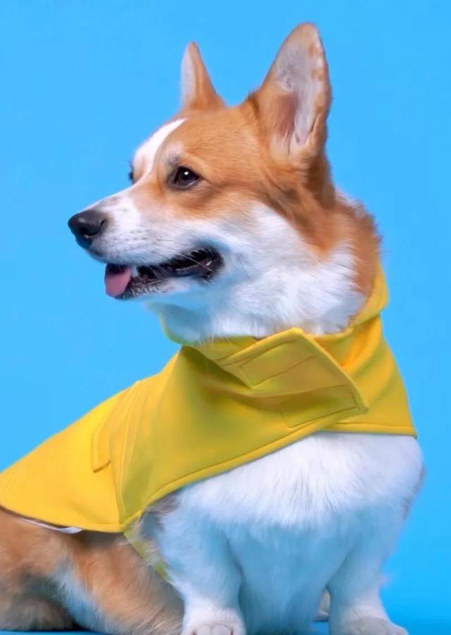 减肥说说心情搞笑，减肥成功的说说心情搞笑句子（搞笑的降脂减肥两个月）