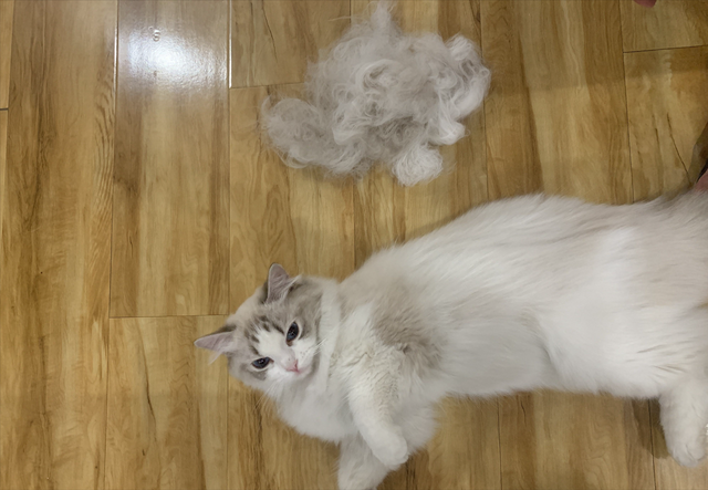 暹罗猫多少钱一只，红虎斑暹罗猫多少钱一只（养猫火葬场”的四种猫咪）