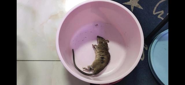 怎么逮老鼠 逮老鼠的妙招，怎么逮老鼠（记录一下住在高层的我是如何用电蚊拍抓老鼠的）