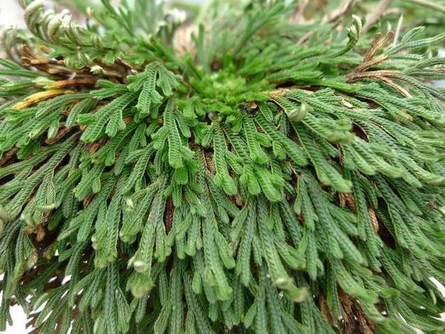 鲜花的花语和花的数目的寓意，鲜花数量的寓意（100种迷人的“数字花”）