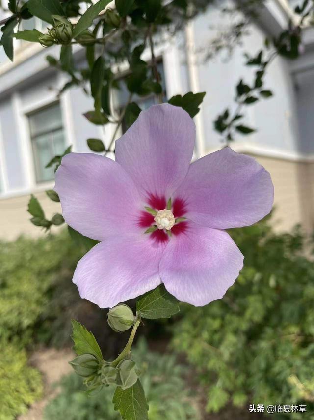木槿花开唯美诗句，朝开暮落话枯荣