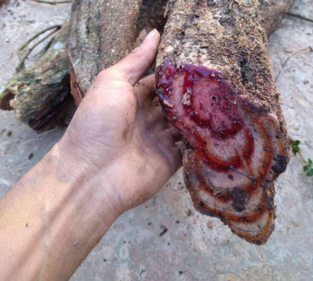 鸡血藤功效，它便是“鸡血藤”（鸡血藤的功效与作用主要治什么病）