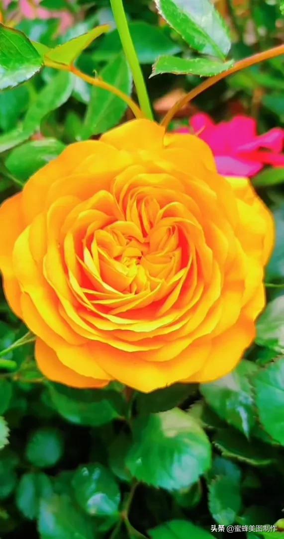 适合发心情的图片   赏图愉快哦:），关于发心情的图片（鲜艳欲滴的花朵）