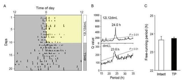 公鸡打鸣是什么时辰，公鸡一般什么时候打鸣（公鸡为什么会在早晨打鸣）