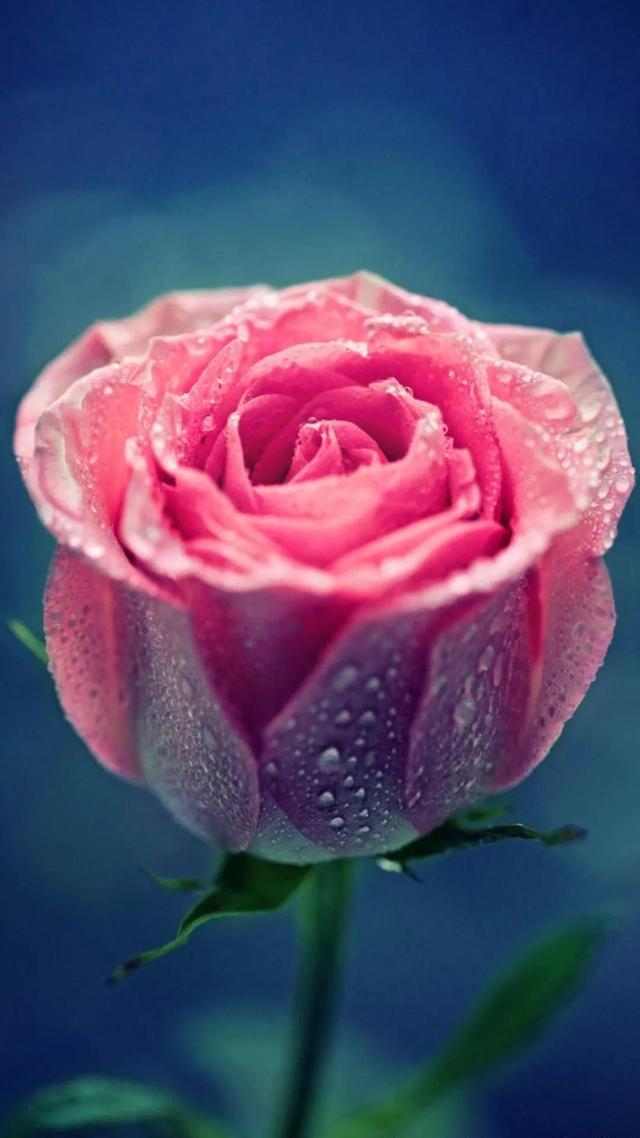 11玫瑰花图片大全唯美图片