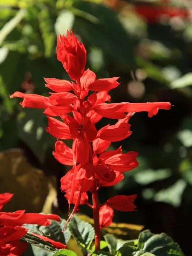 鲜花的花语和花的数目的寓意，鲜花数量的寓意（100种迷人的“数字花”）