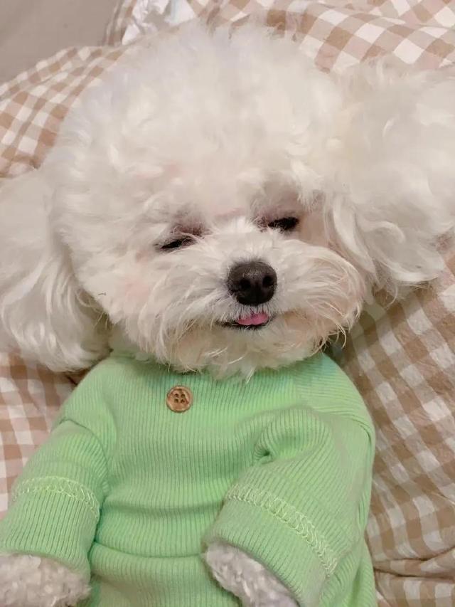 超搞笑的二货逗比萌宠头像 你的可爱治愈世间一切的不可爱微信，超搞笑的二货逗比萌宠头像 你的可爱治愈世间一切的不可爱（治愈系萌宠头像）