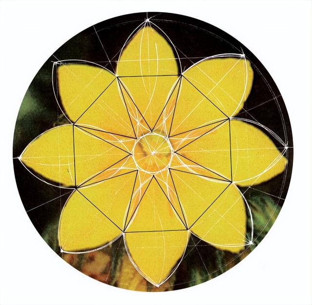 花朵的构造有哪些，花朵的组成结构（暴力拆解花朵的几何结构）