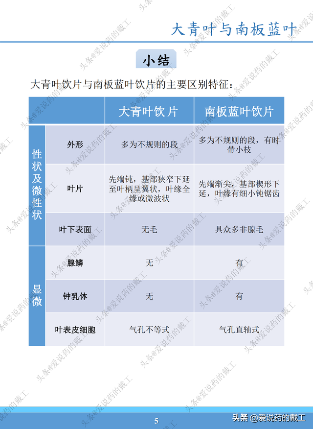 板蓝根与南板蓝根 ，南板蓝根颗粒的功效与作用（易混淆药材外观和显微鉴定——大青叶与南板蓝根）