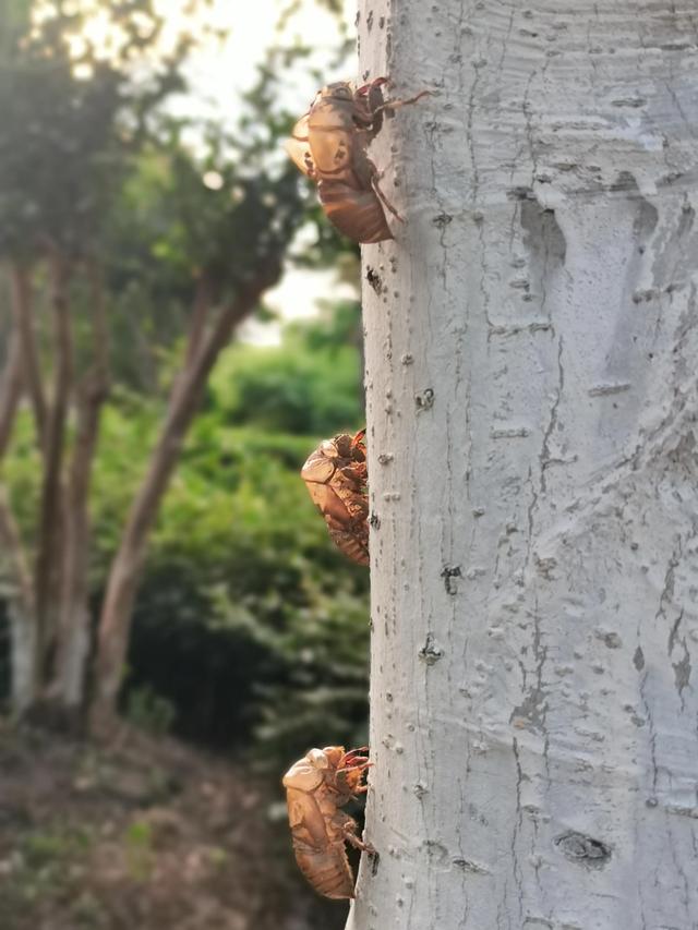 蝉蜕的功效与作用，蝉蜕的作用与功效（蝉蜕：高风亮节，破茧重生之美）