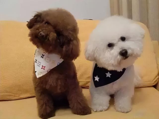 比熊和泰迪详细对比，比熊犬和泰迪犬有哪些区别