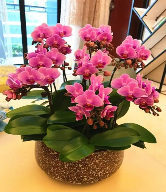 花与生活的关系花在生活中的用途，花给生活中带来了什么（美丽温馨又健康）