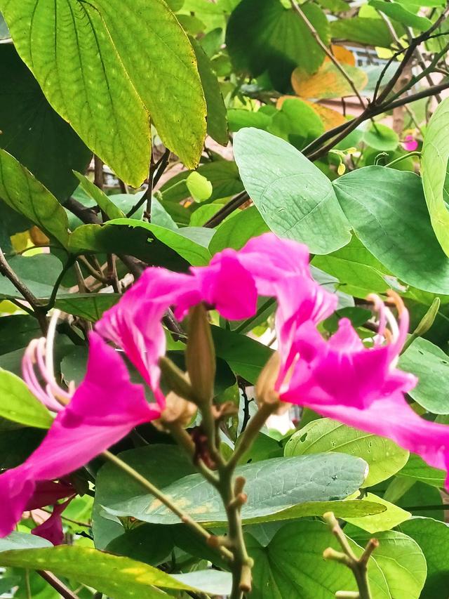 紫荆花代表什么，紫荆花代表什么精神（紫荆花的花语是亲情）