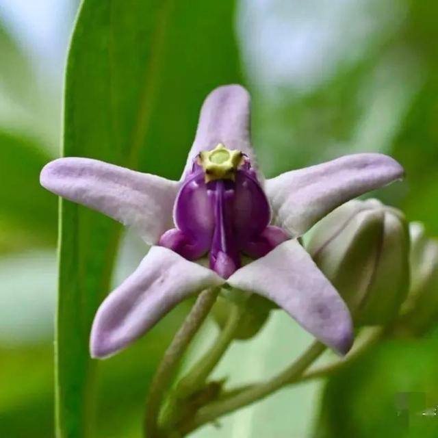 鲜花的花语和花的数目的寓意，鲜花数量的寓意（100种迷人的“数字花”）