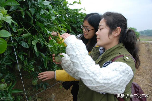 百香果的种植方法，百香果种植时间和方法（教你怎样种百香果树）