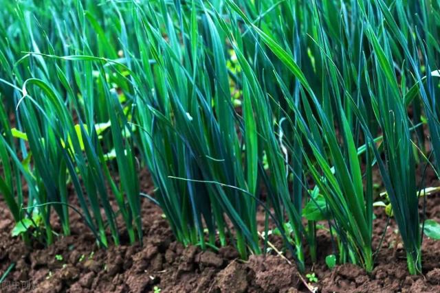 孕妇可以吃韭菜吗，孕妇可以吃韭菜饺子吗（身体会发生什么变化）