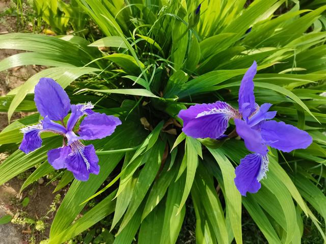 关于美好回忆的作文，关于美好回忆的作文500字（春光美——美好的回忆）