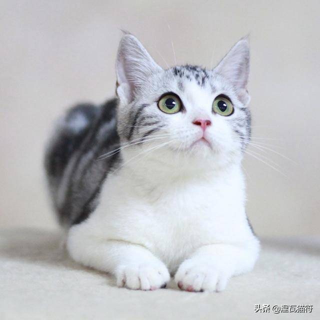 银虎斑白异国短毛猫图片