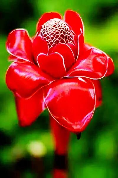 鲜花图片，鲜花图片下载 免费（分享图片：60款精美花卉图）