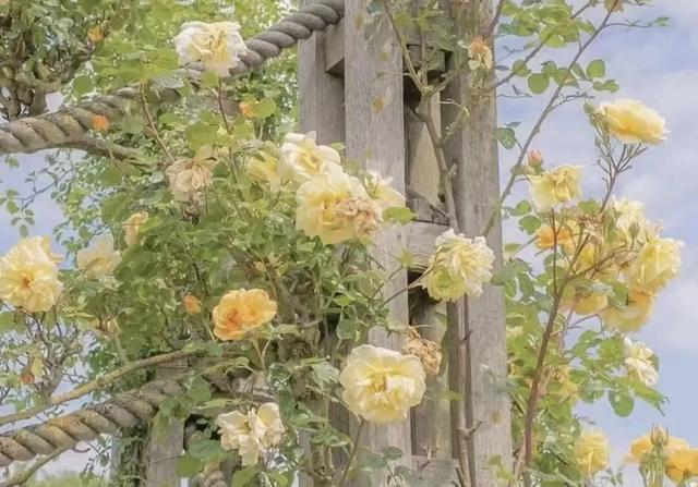 盛世容颜什么意思，远赴人间惊鸿宴，一睹人间的盛世容颜。，微信头像（一睹人间盛世颜。）