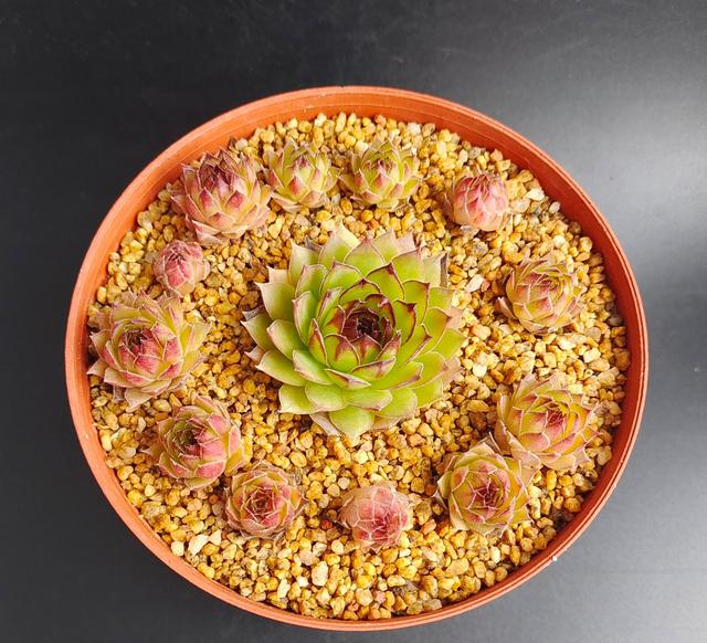 观音莲怎么繁殖，观音莲的繁殖养护（早春养观音莲）