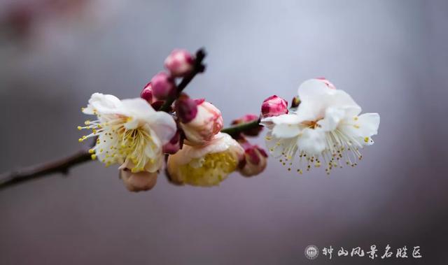 文化遗产：南京梅花山的文化，文化遗产的价值（天下第一梅山迎观赏期）