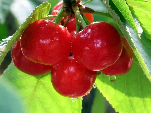 樱桃什么时候上市，汉源大樱桃上市时间（国产樱桃将于1月20日开始上市）