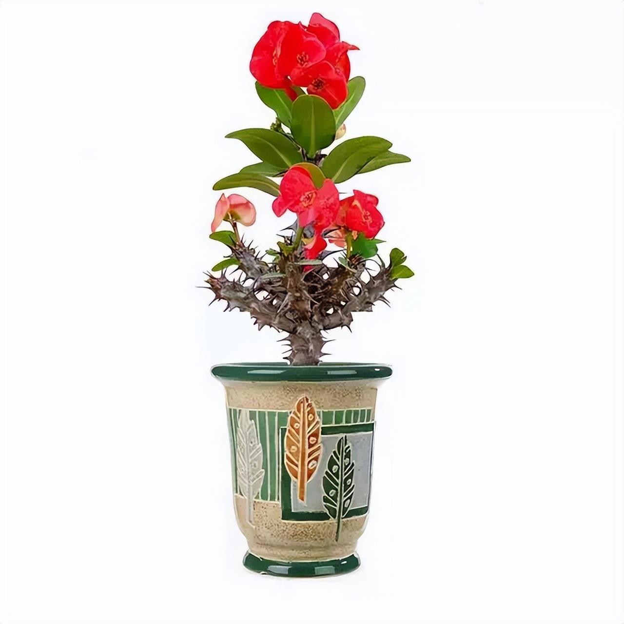 霸王鞭的风水寓意,家里养霸王鞭风水好吗