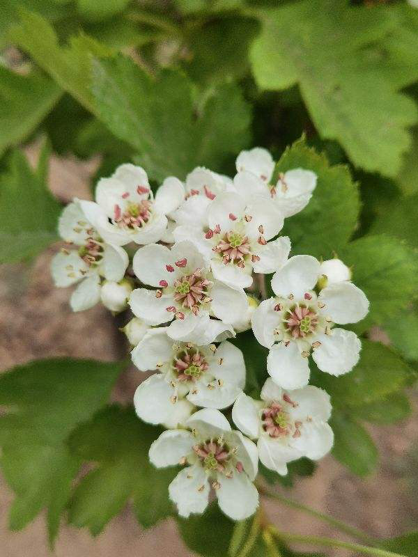 家里种什么果树招财又旺宅，家里种什么果树招财进宝（果树招财又吉祥）