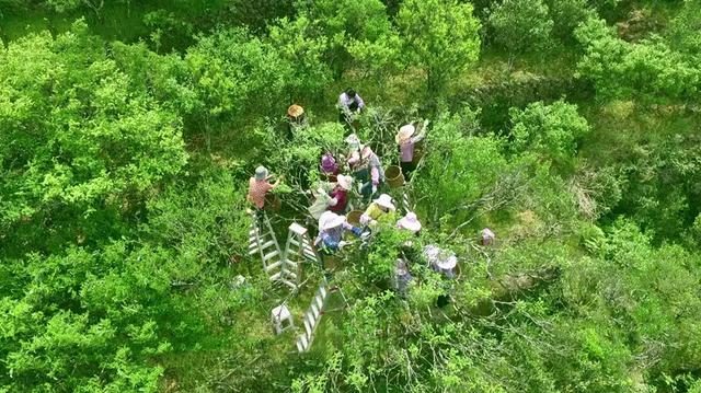 凤凰单丛茶的品种分类，凤凰单丛茶有几种品种（凤凰单丛十大香型）